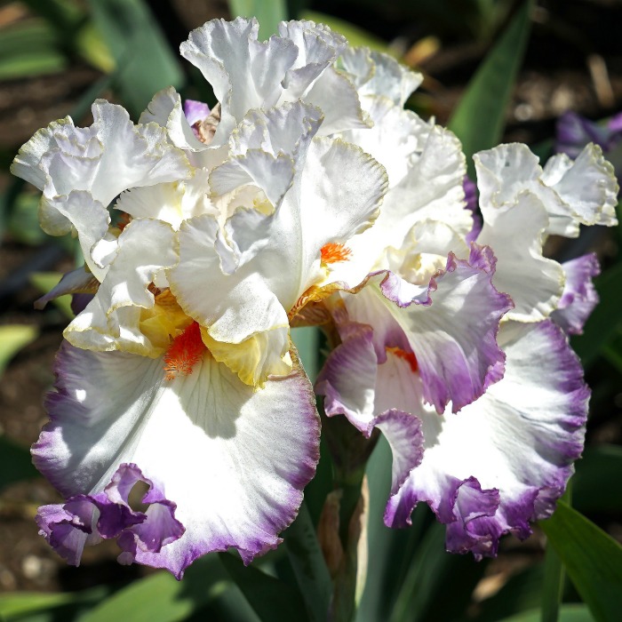 Irises are one of the early spring bloomers