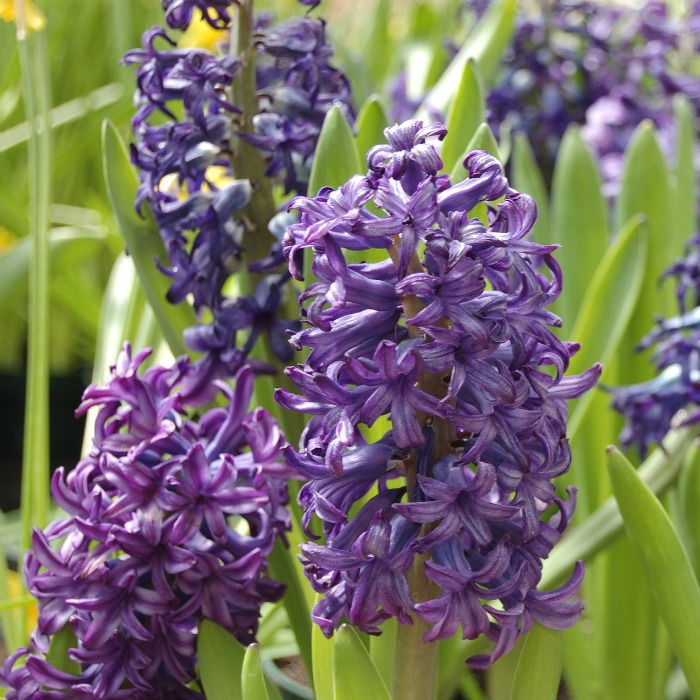 Grape Hyacinths trumpet in the arrival of spring.