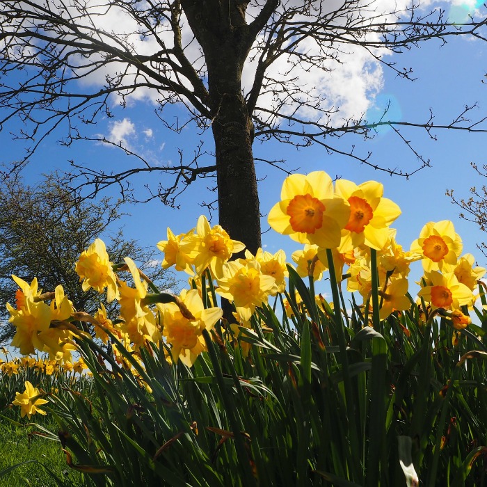 Daffodils make great cut flowers and are one of the earliest of bloomers in my spring garden.