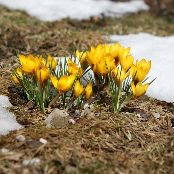 Crocus flowers in the snow.