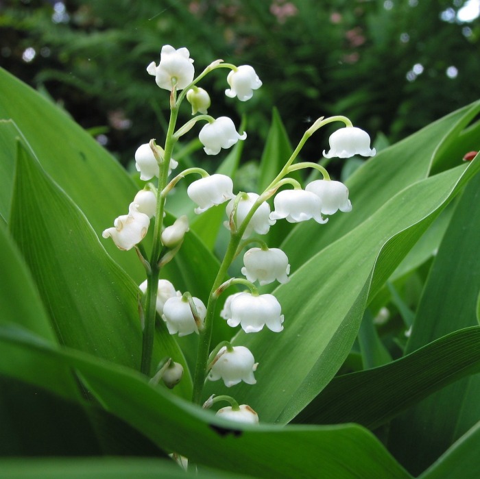 Lily of the valley likes a cool climate.