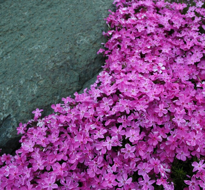 creeping phlox