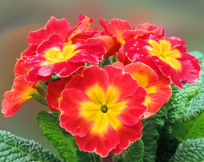 Primrose flowers in very early spring, about the time of the daffodils.