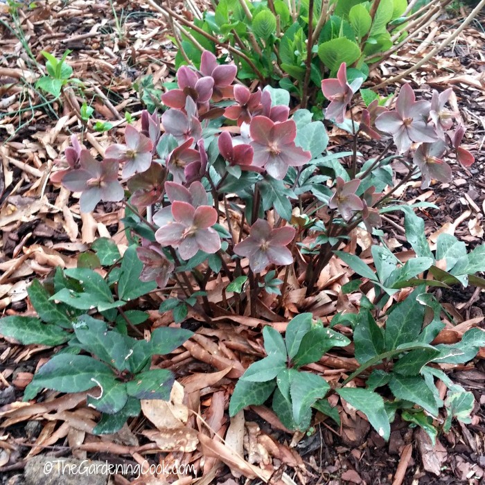 Helleborus perennial