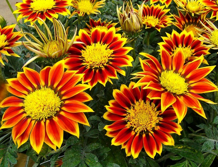 Gazanias flower all spring and summer