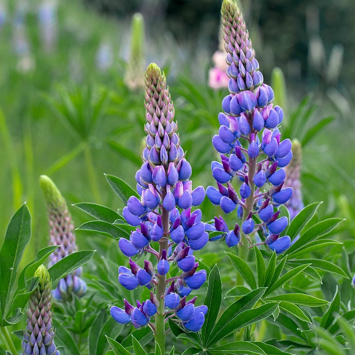 Lupines love the cool temperatures of early spring.