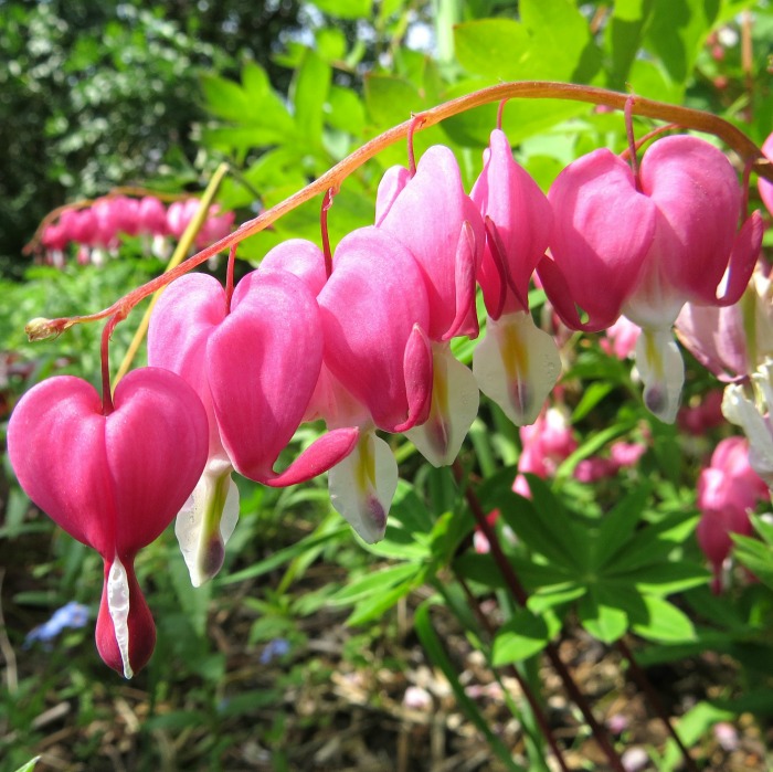 Bleeding hearts love the shade garden