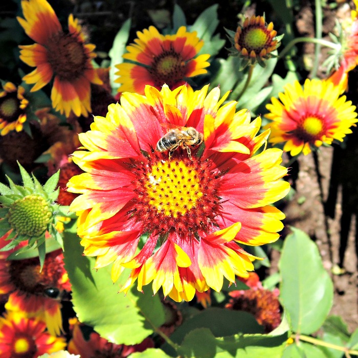 Gaillardia is also known as blanket flower