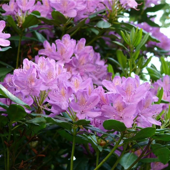 Azalea bushes flower right after the spring bulbs are done 