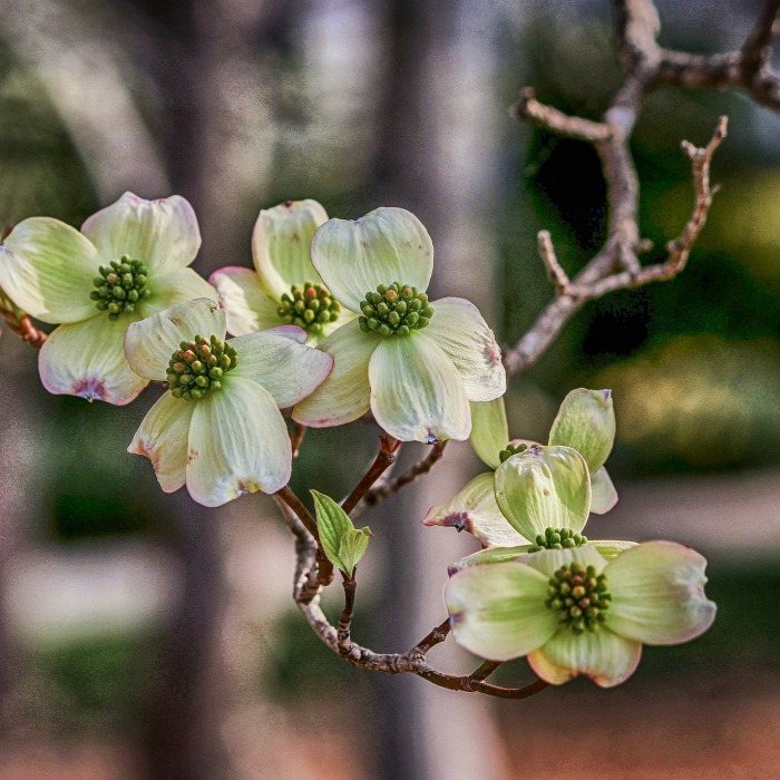 Dogwood