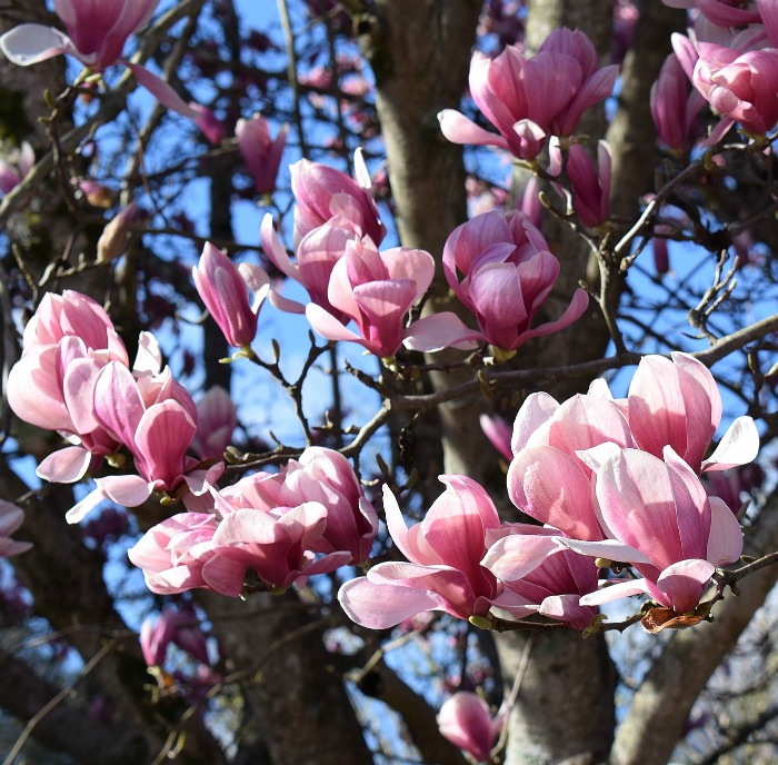 My flowering magnolia gets hit by a later freeze every year!