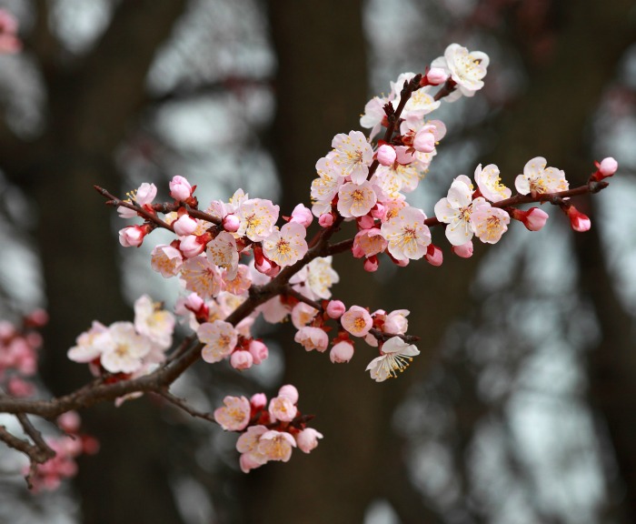 flowering apricot