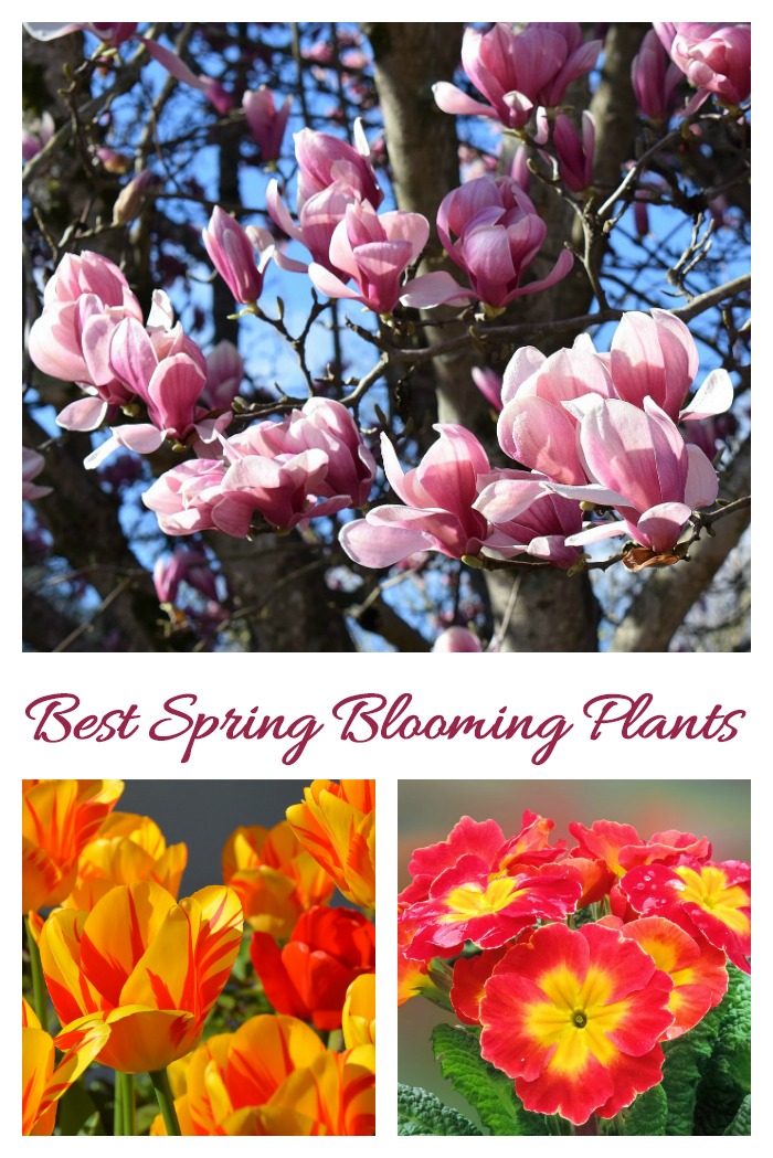 These annuals, perennials, bulbs, shrubs and trees are some of the best spring blooming plants for your garden.