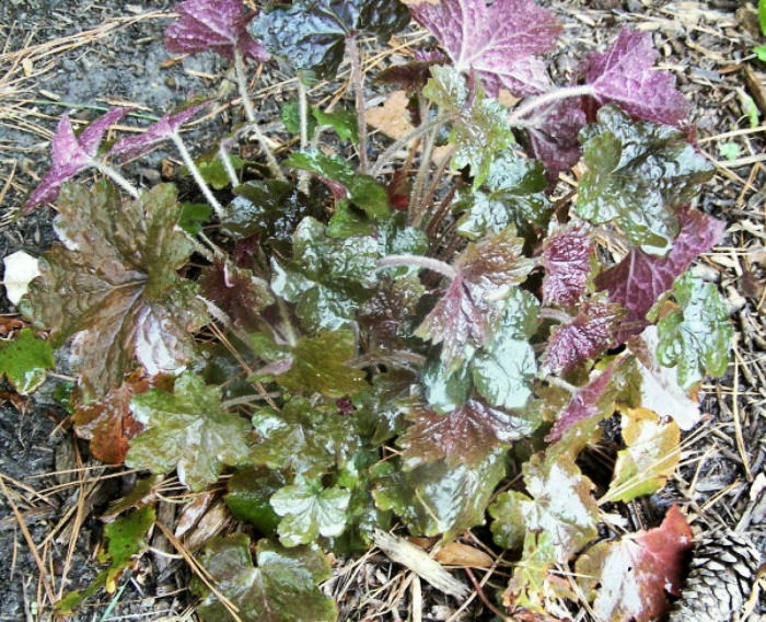 Heuchera plant care is easy with just a few tips