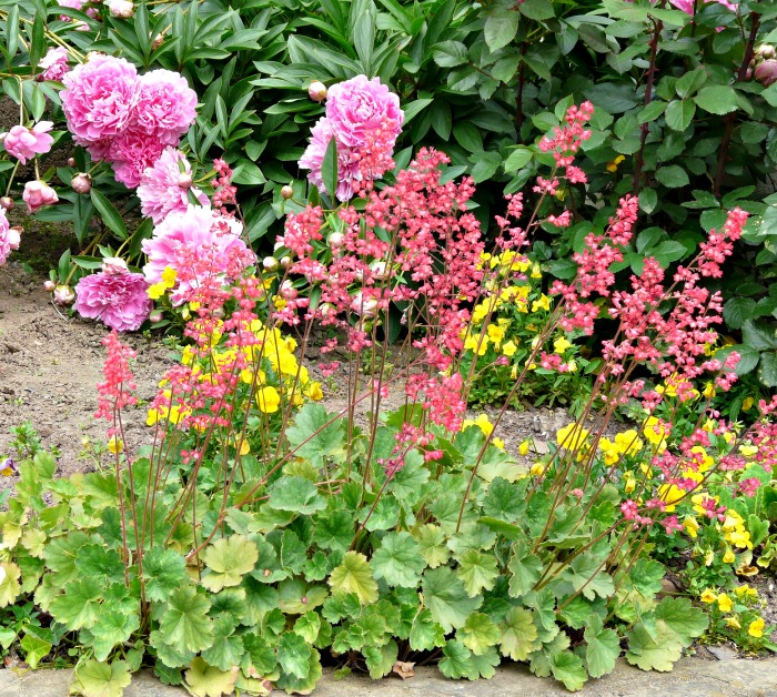 heuchera in too much sunlight can fade or scorch the foliage