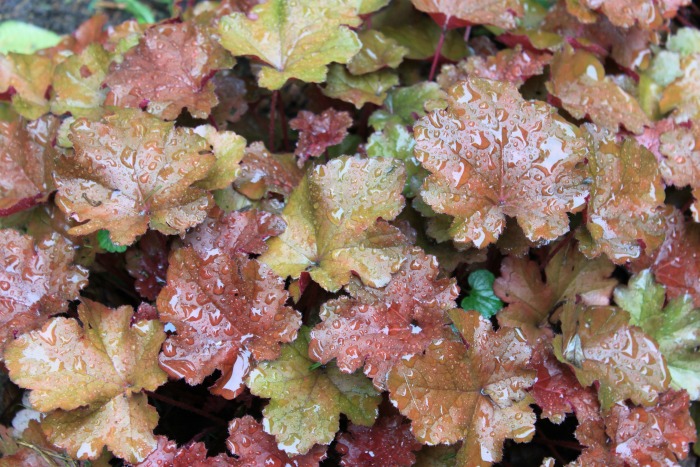 Water on heuchera leaves