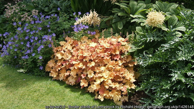 Heuchera Creme Brulee