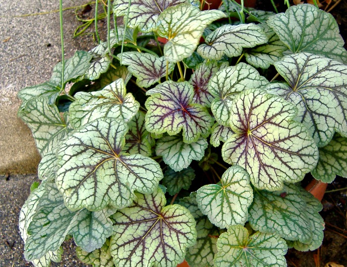 Heuchera green spice has variegated foliage