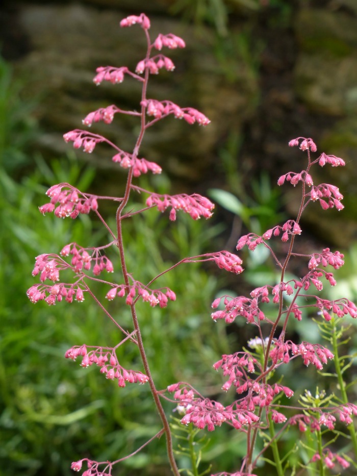 Coral bells flowers