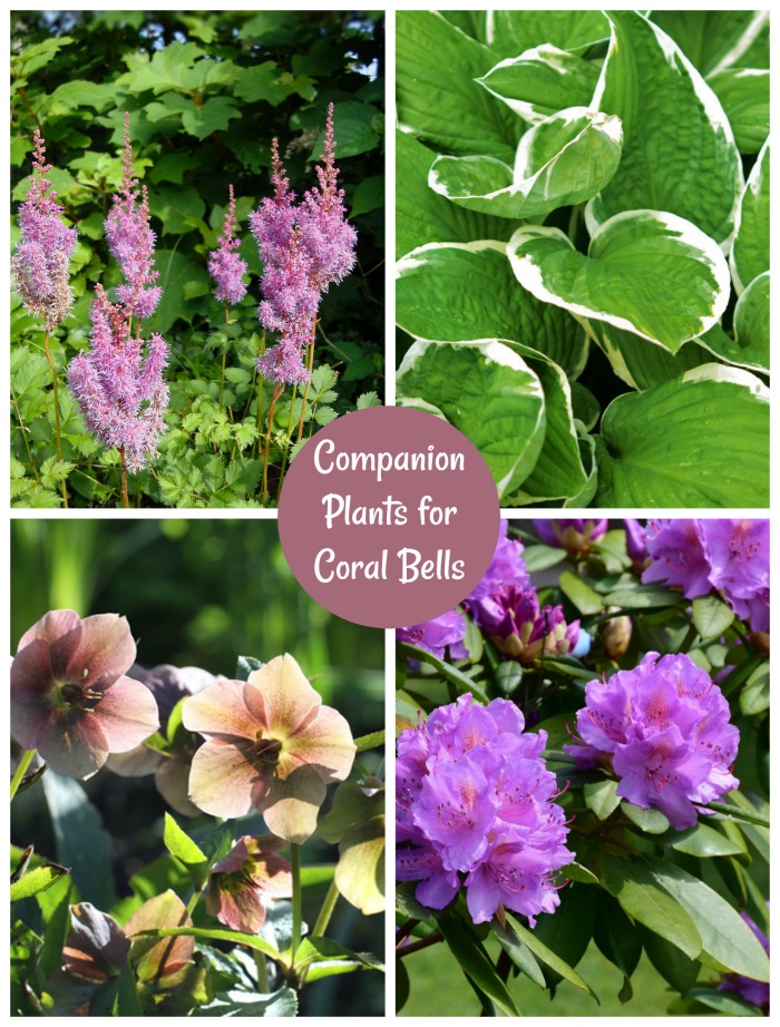 Companion Plants for Coral Bells