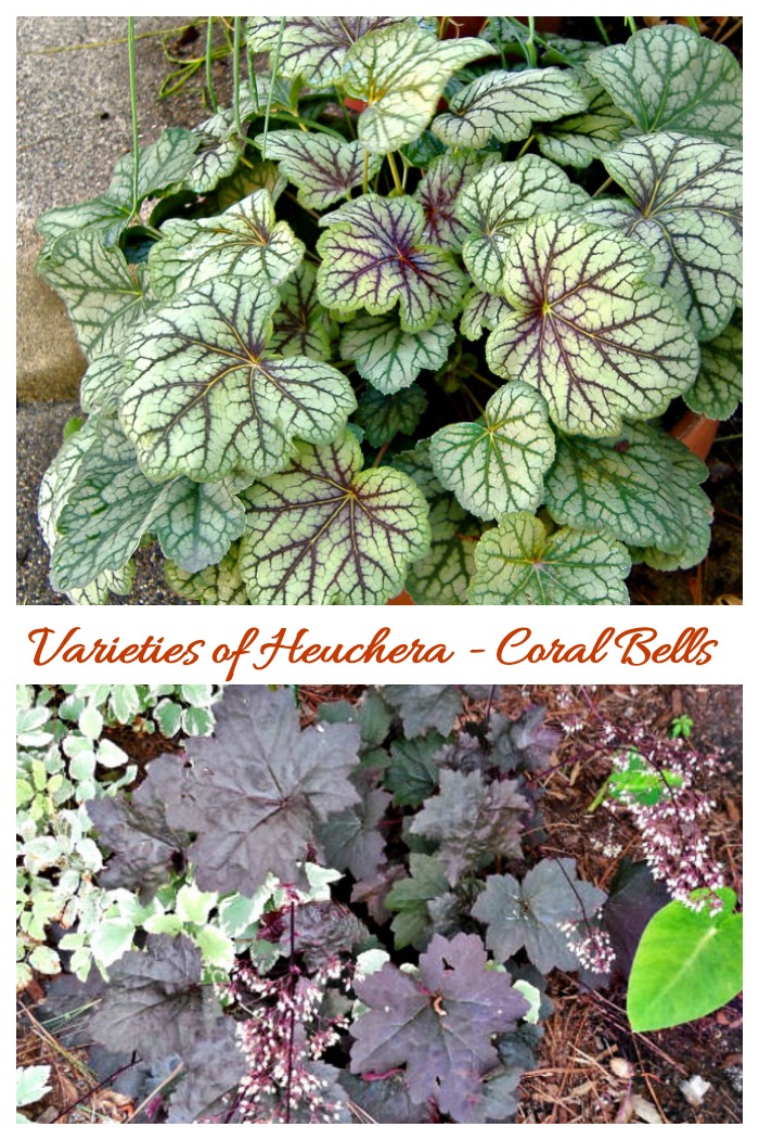 There are many heuchera varieties