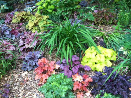 Close up of Heuchera