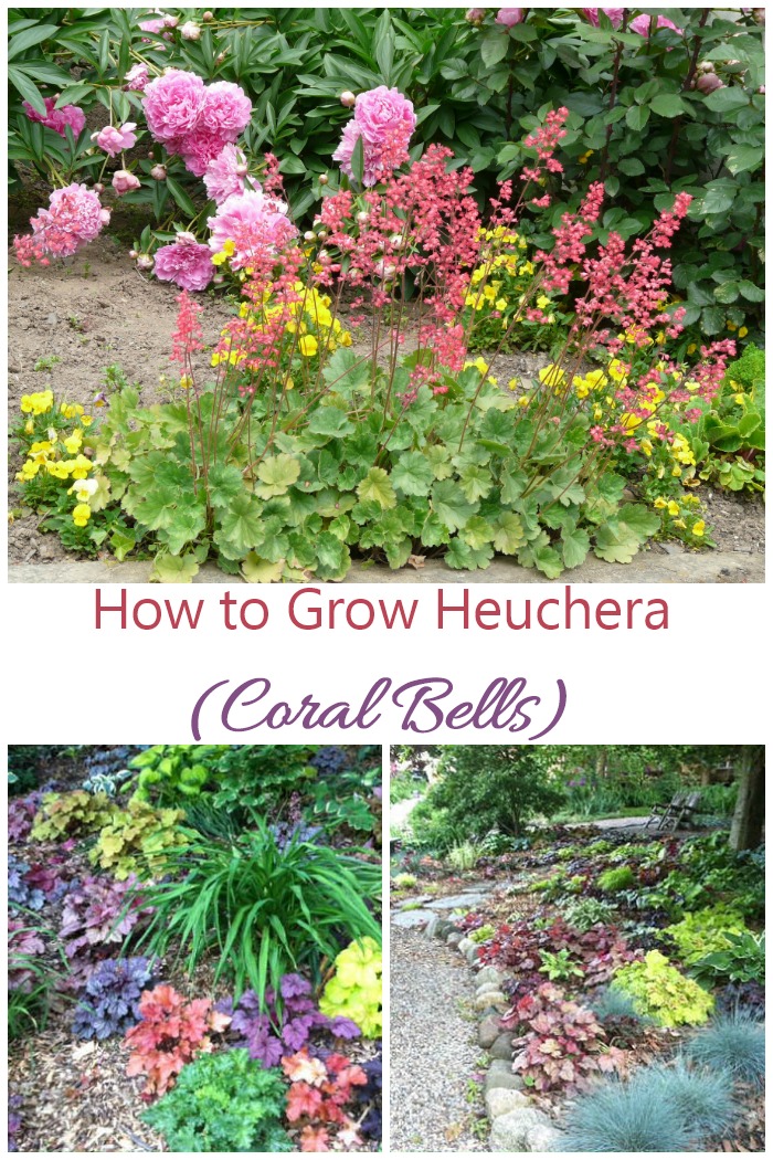 If you are looking for a flowering shade garden plant, try growing hechera. It is an easy care perennial that grows well with hostas and ferns.