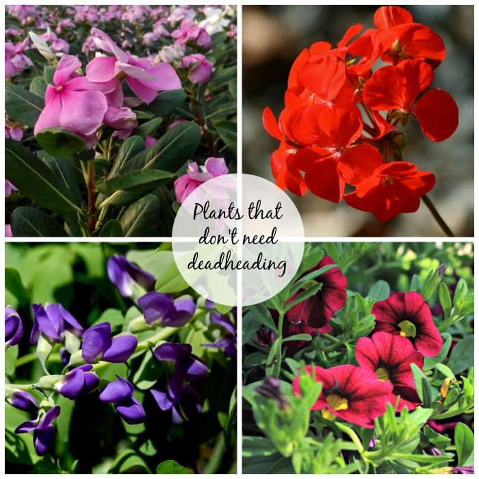 plants that don't need deadheading