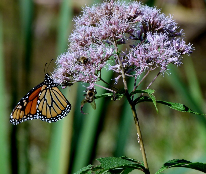 Joe Pye Weed