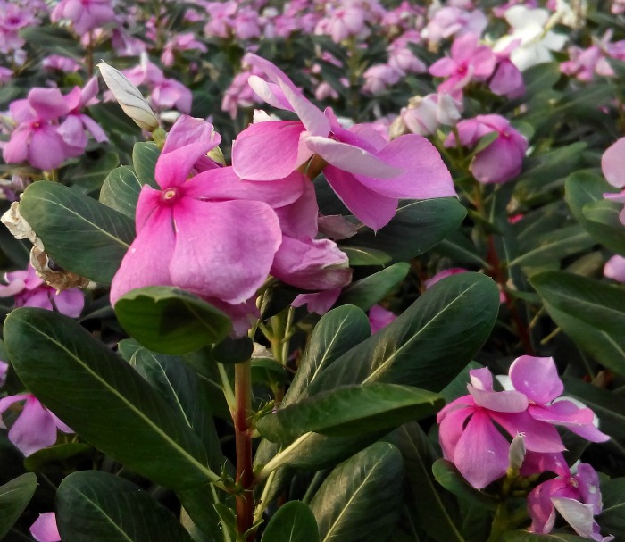 Vinca needs no deadheading