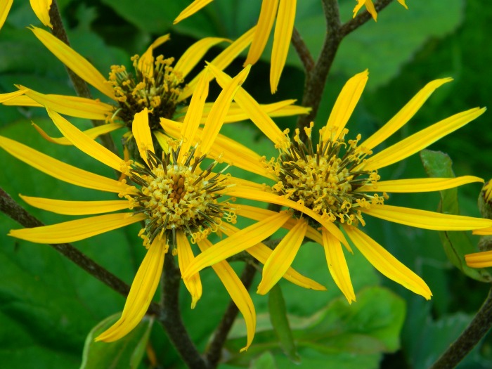 Ligularia is a shade loving perennial.