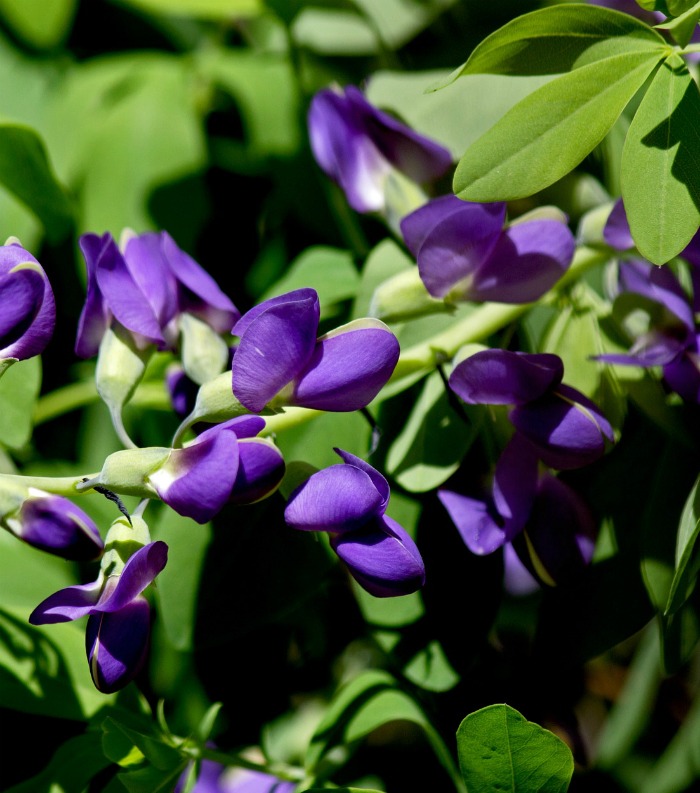 Baptisia Australia (Blue Salvia)