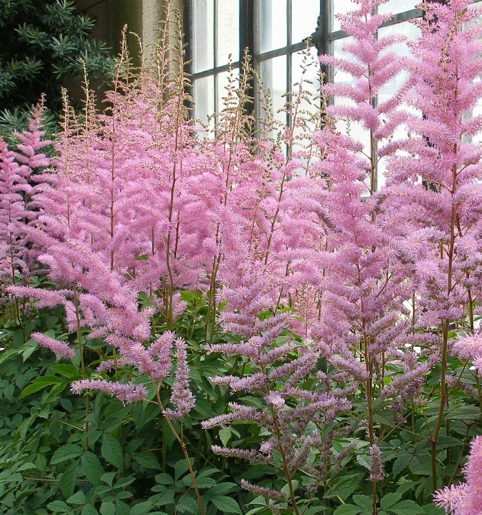 Pink Astilbe