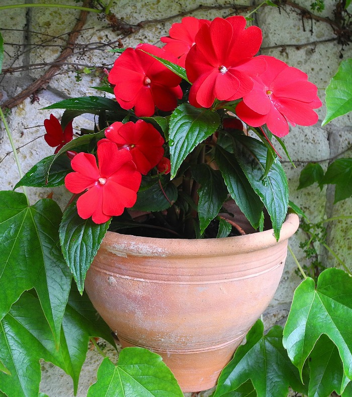 New Guinea Impatiens