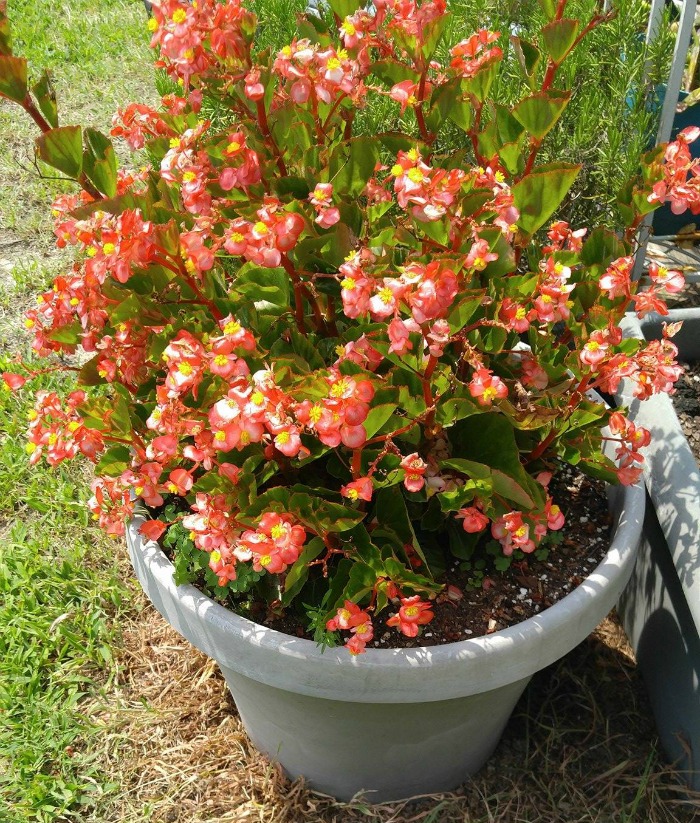 Angel wing begonia 