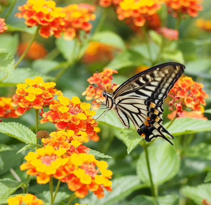 Butterflies love lantana