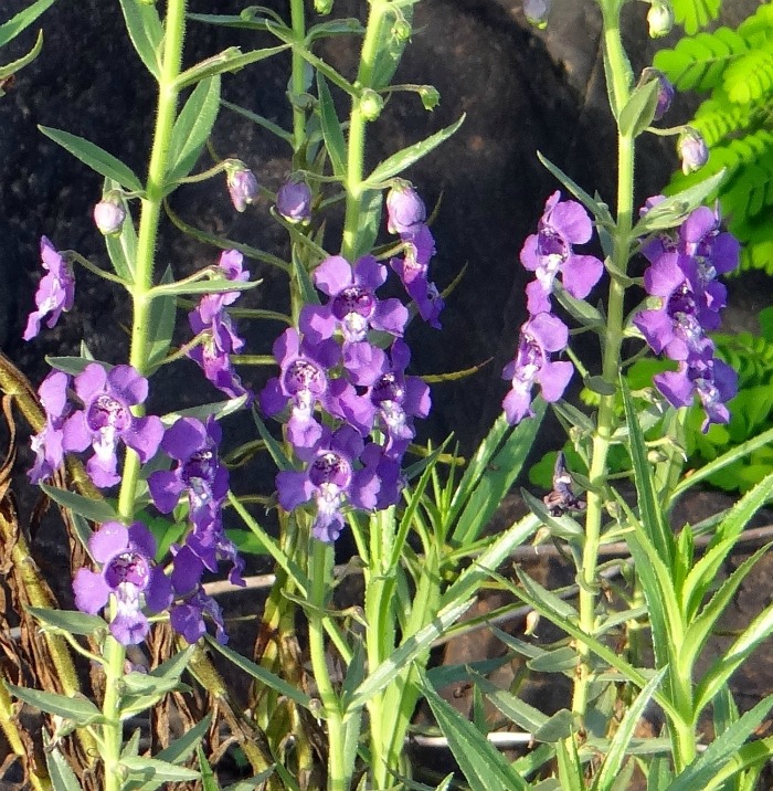 Angelonia