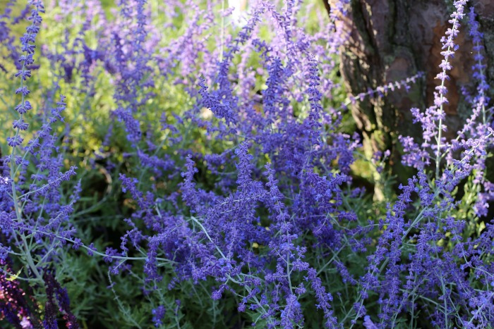 Russian sage