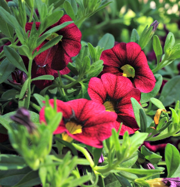 Petunias are a common summer border plant