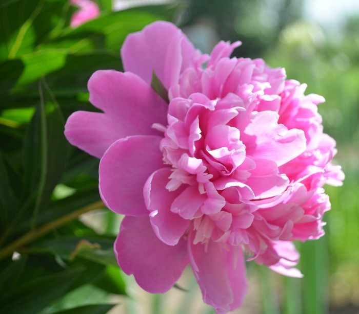 Pink peony flower