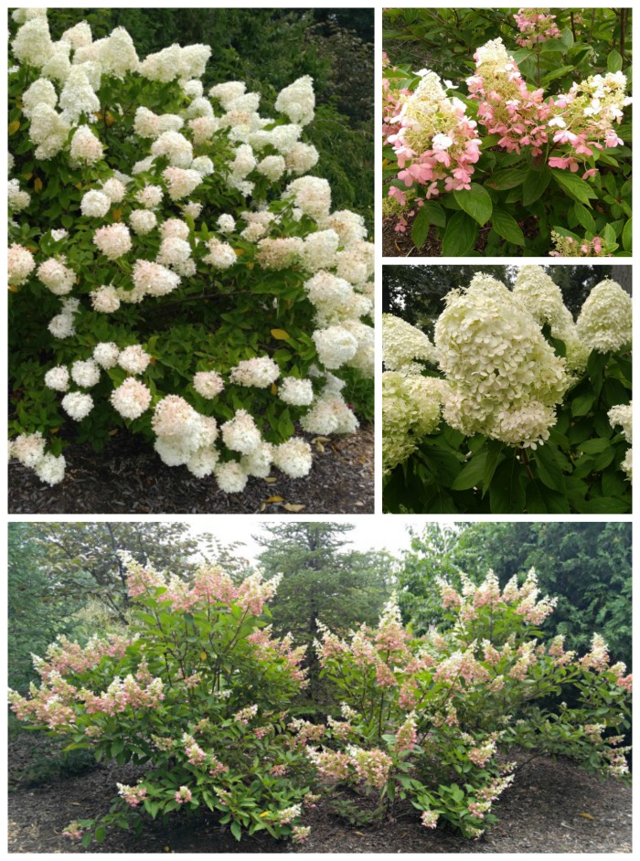 Perennial shrubs in Wellfield Botanic Gardens