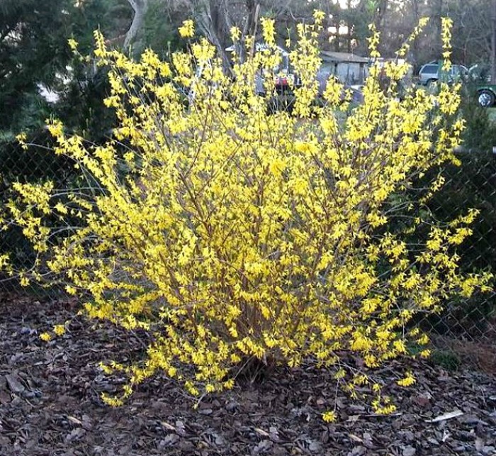 Forsythia bush in bloom in spring