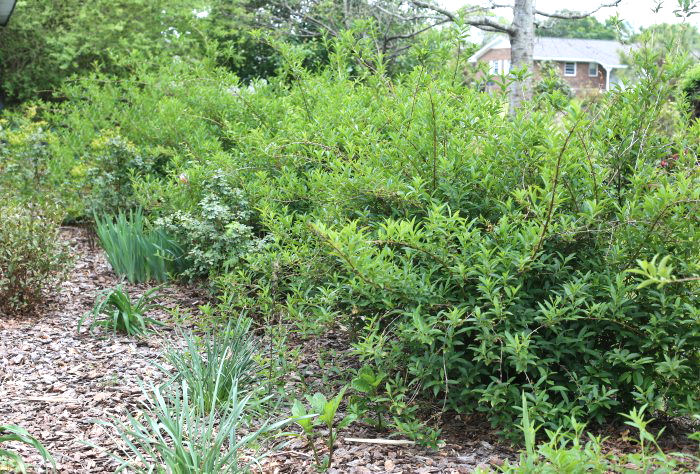 Row of forsythia shrubs