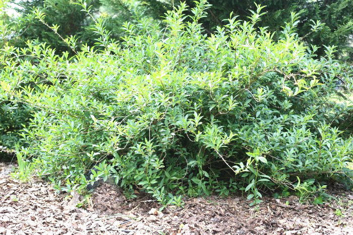 Overgrown forsythia bush in need of some renovation pruning