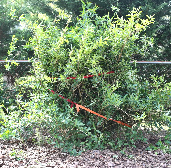 Car straps make it easy to get to the base of a large forsythia to prune it.