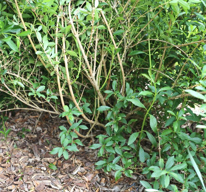 Forsythia canes ready for pruning