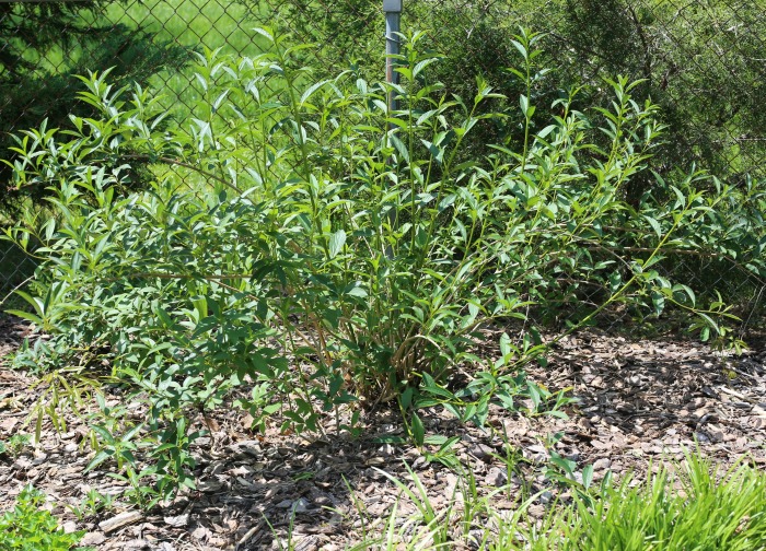 Pruned forsythia shrub