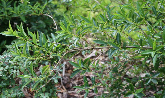 Forsythia branches that have been headed need to be removed.