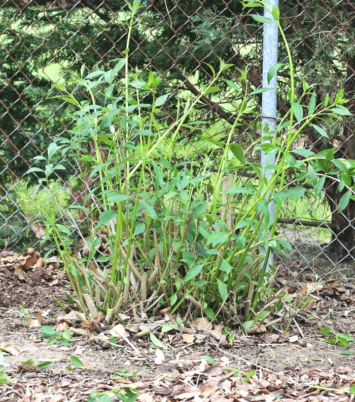 How to prune a forsythia branch