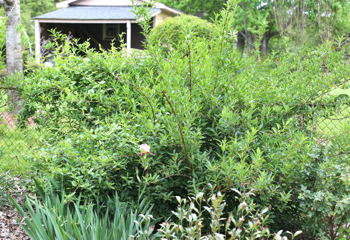 Forsythia and honeysuckle growing in together